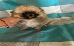 Pomerania perros en venta: Pomeranias - Imagen 8