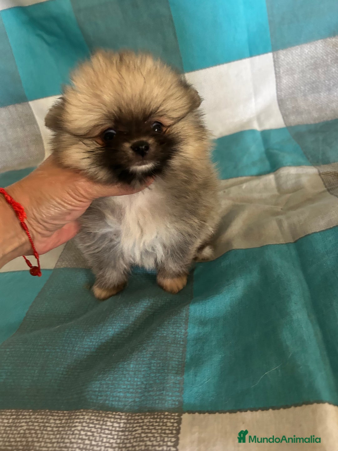 Pomerania perros en venta: Pomeranias - Imagen 8