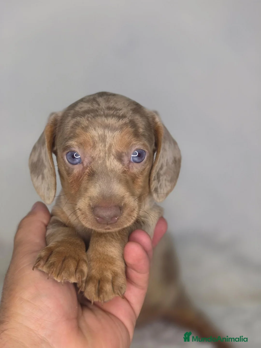 Teckel Miniatura perros en venta: Teckel arlequin isabella - Anuncio 1