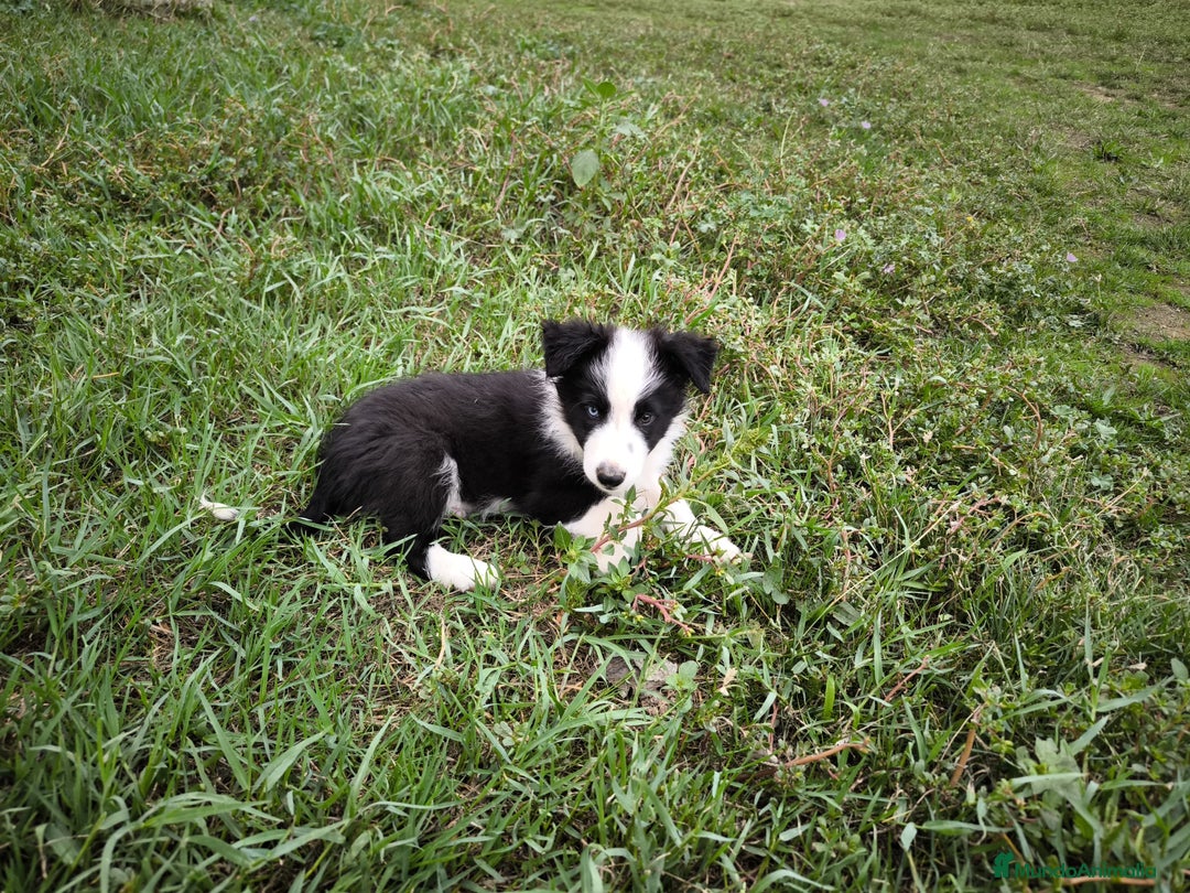 Border Collie perros en venta: Último cachorro border collie! - Imagen 4