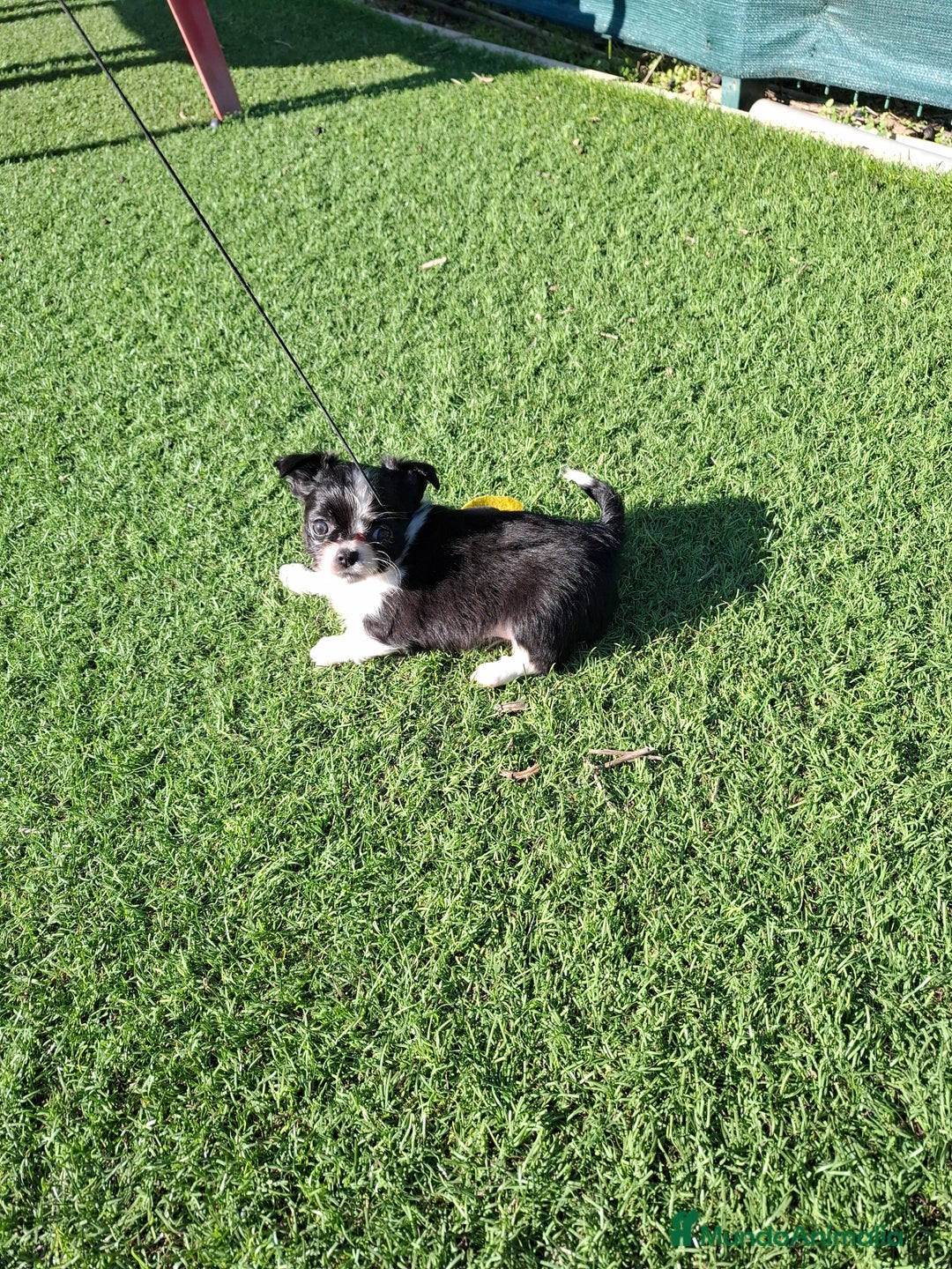 Chihuahua perros en venta: Chihuahua de pelo largo de capricho - Anuncio 2