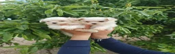 Bichón Maltés perros en venta: BICHÓN MALTES HEMBRITAS - Anuncio 3