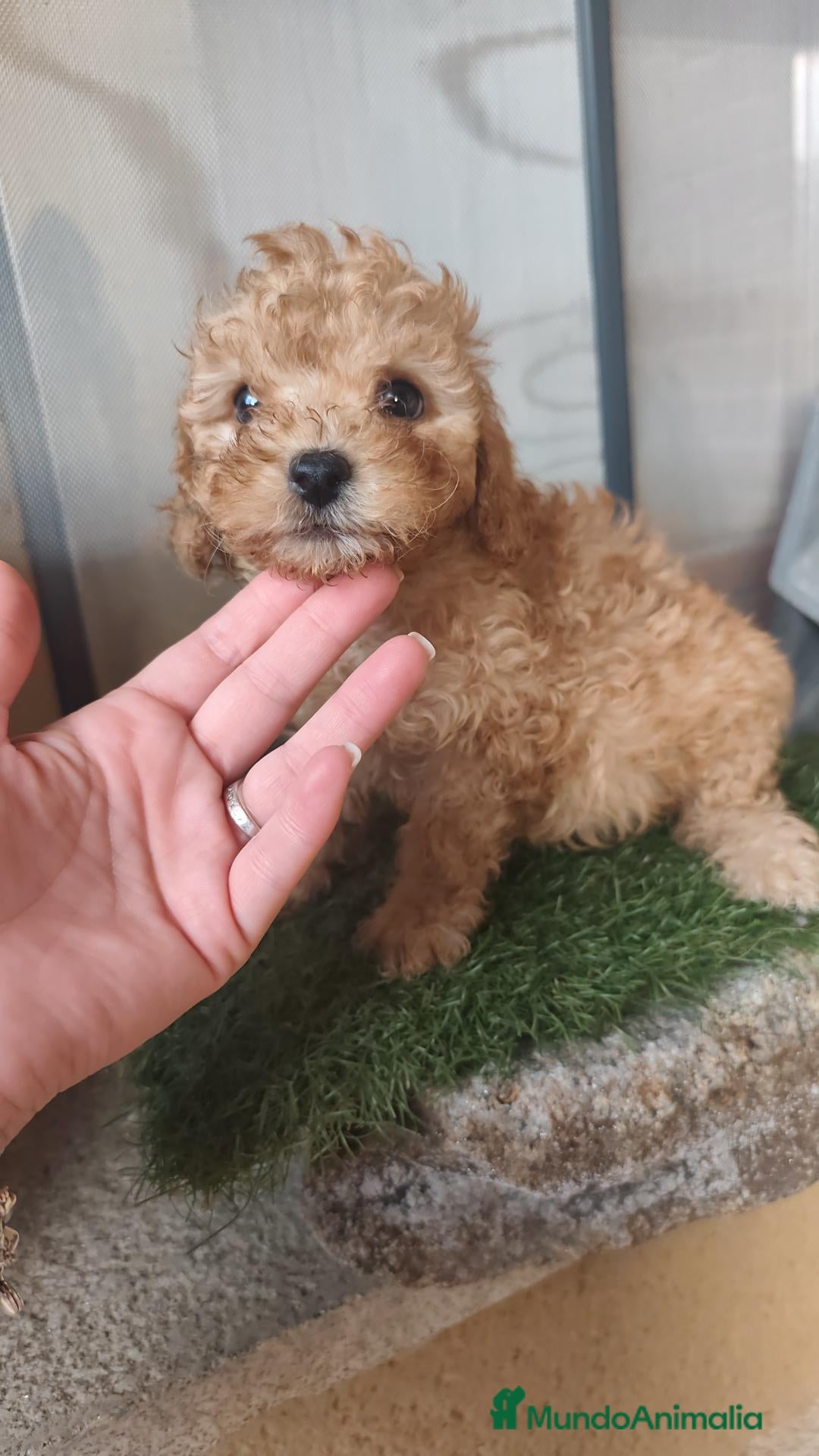 Caniche Toy perros 🔥🔥🔥 MACHOS DISPONIBLES 🔥🔥🔥 - Anuncio 19