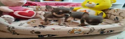 Chihuahua perros en venta: Chihuahua Toy Blue - Anuncio 6