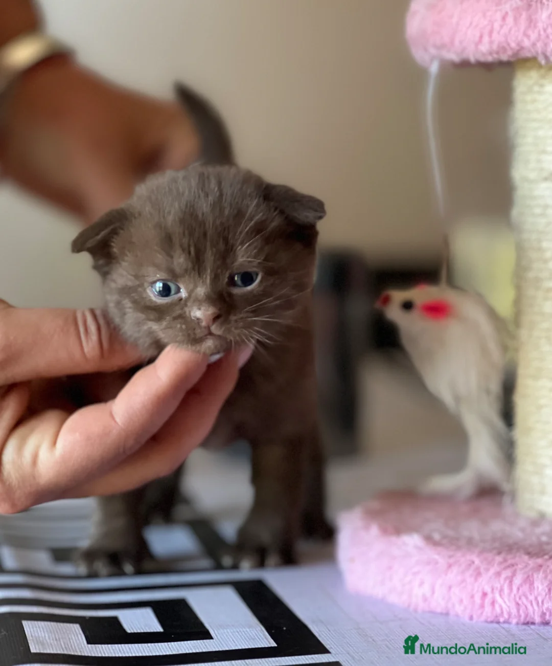 Scottish Fold gatos en venta: PRECIOSO MACHO SCOTTISH FOLD CHOCOLATE  - Anuncio 2