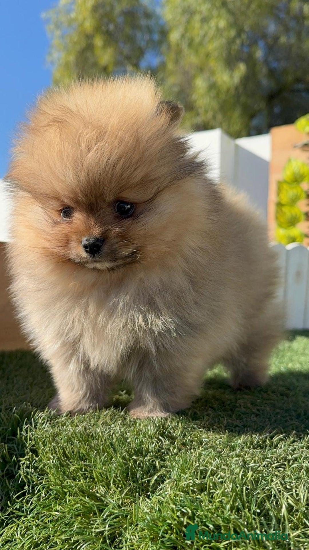 Pomerania perros en venta: POMERANIA CARA DE OSITO - Anuncio 9