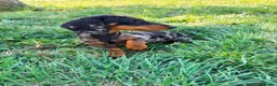 Teckel Miniatura perros en venta: Teckel miniatura  - Anuncio 17