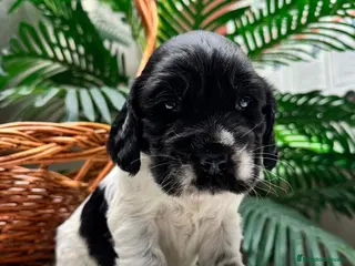 Cocker Spaniel Inglés perros COCKER SPANIEL INGLES - Anuncio 2