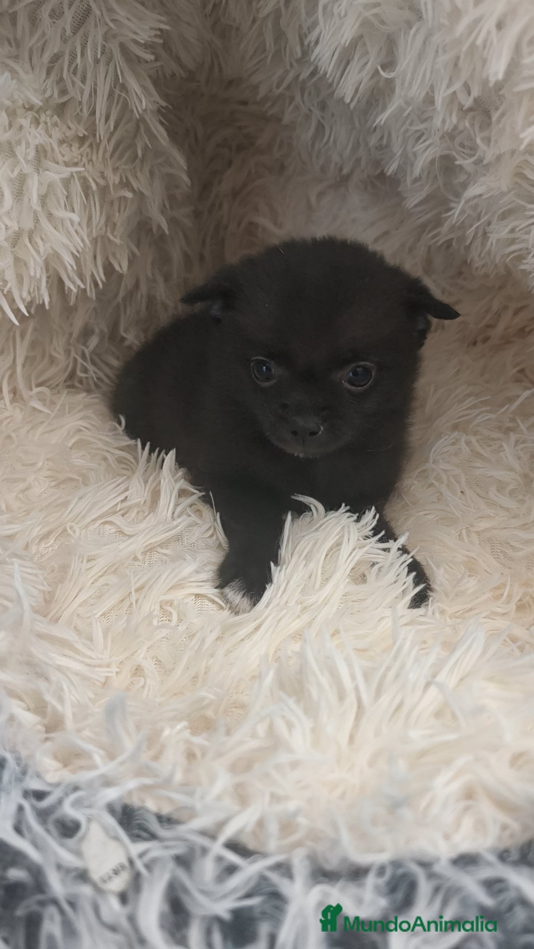 Chihuahua perros Chihuahua macho negro pelo semilargo  - Anuncio 1