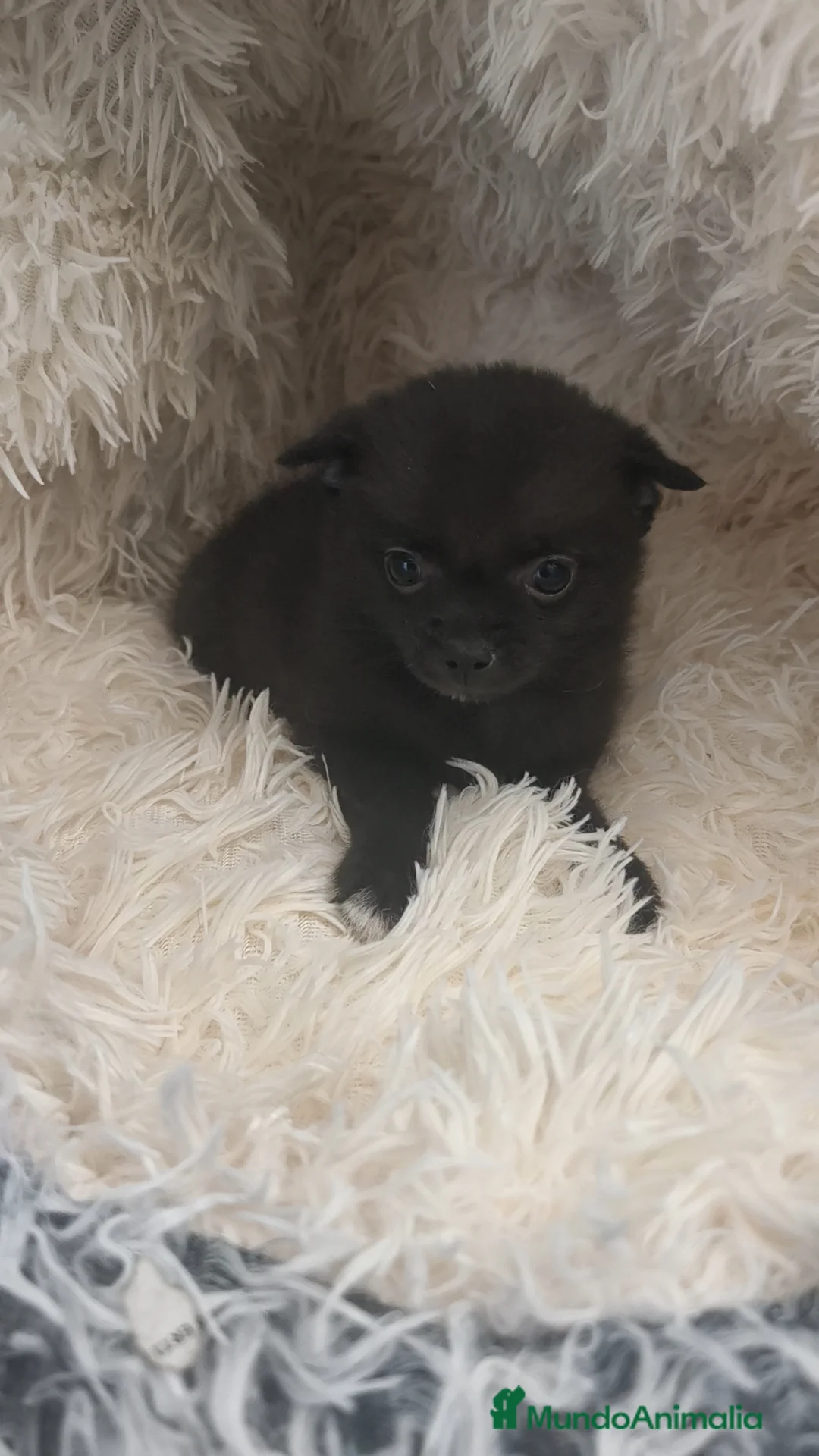 Chihuahua perros en venta: Chihuahua macho negro pelo semilargo  - Anuncio 1