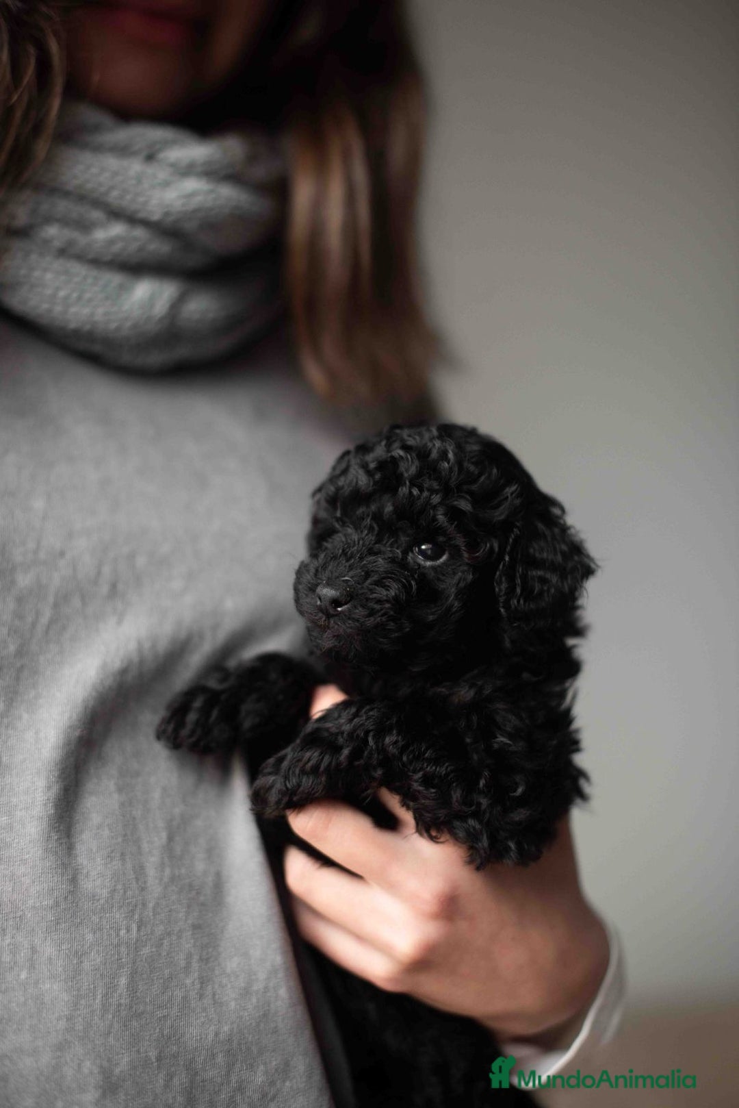 Caniche Toy perros en venta: Caniches toys negros - Anuncio 5