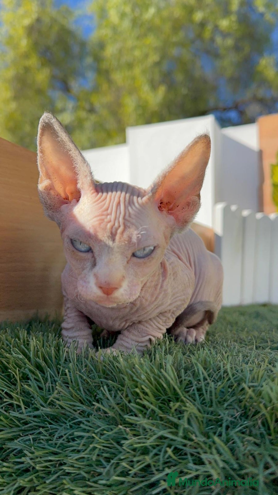 Sphynx gatos en venta: GATITAS SPHYNX - Anuncio 27