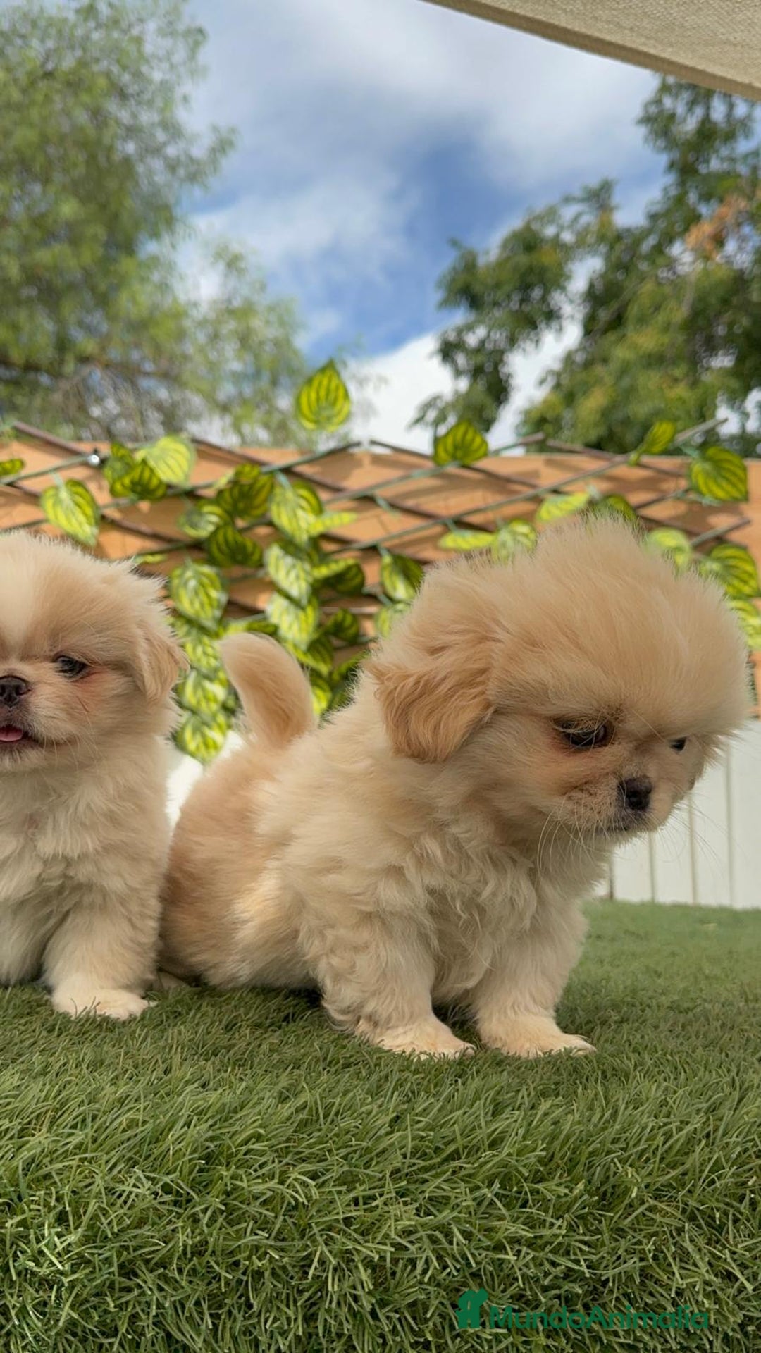 Pekinés perros en venta: PEKINES IMPERIAL HEMBRA - Imagen 2