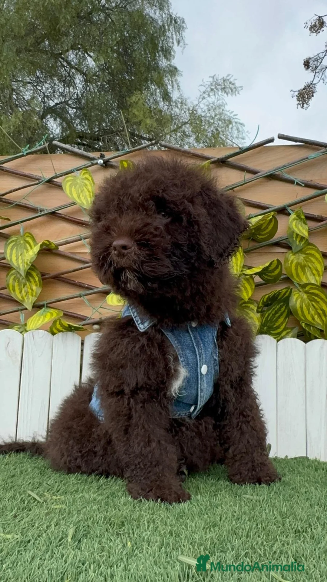 Perro de Agua Español perros en venta: PERRO DE AGUA  - Anuncio 2