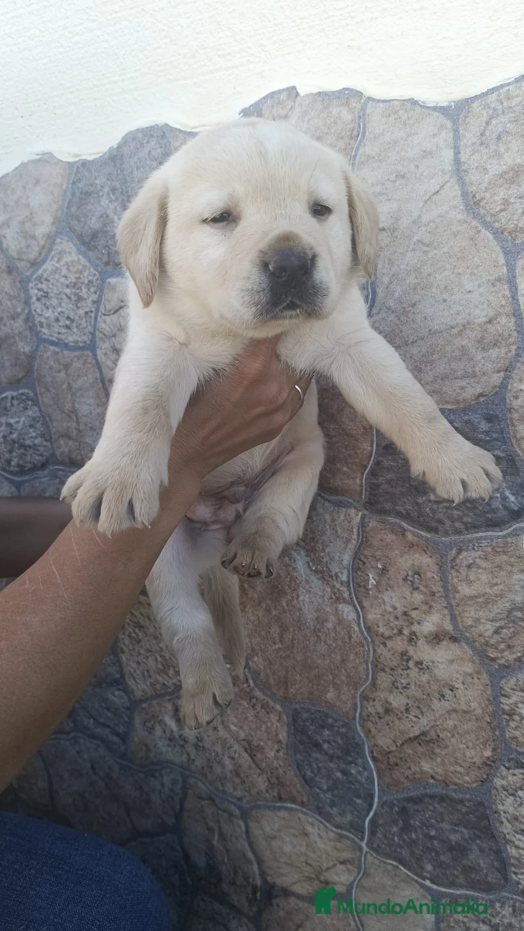 Labrador Retriever perros en venta: Espectacular camada de labrador retriever  - Anuncio 7