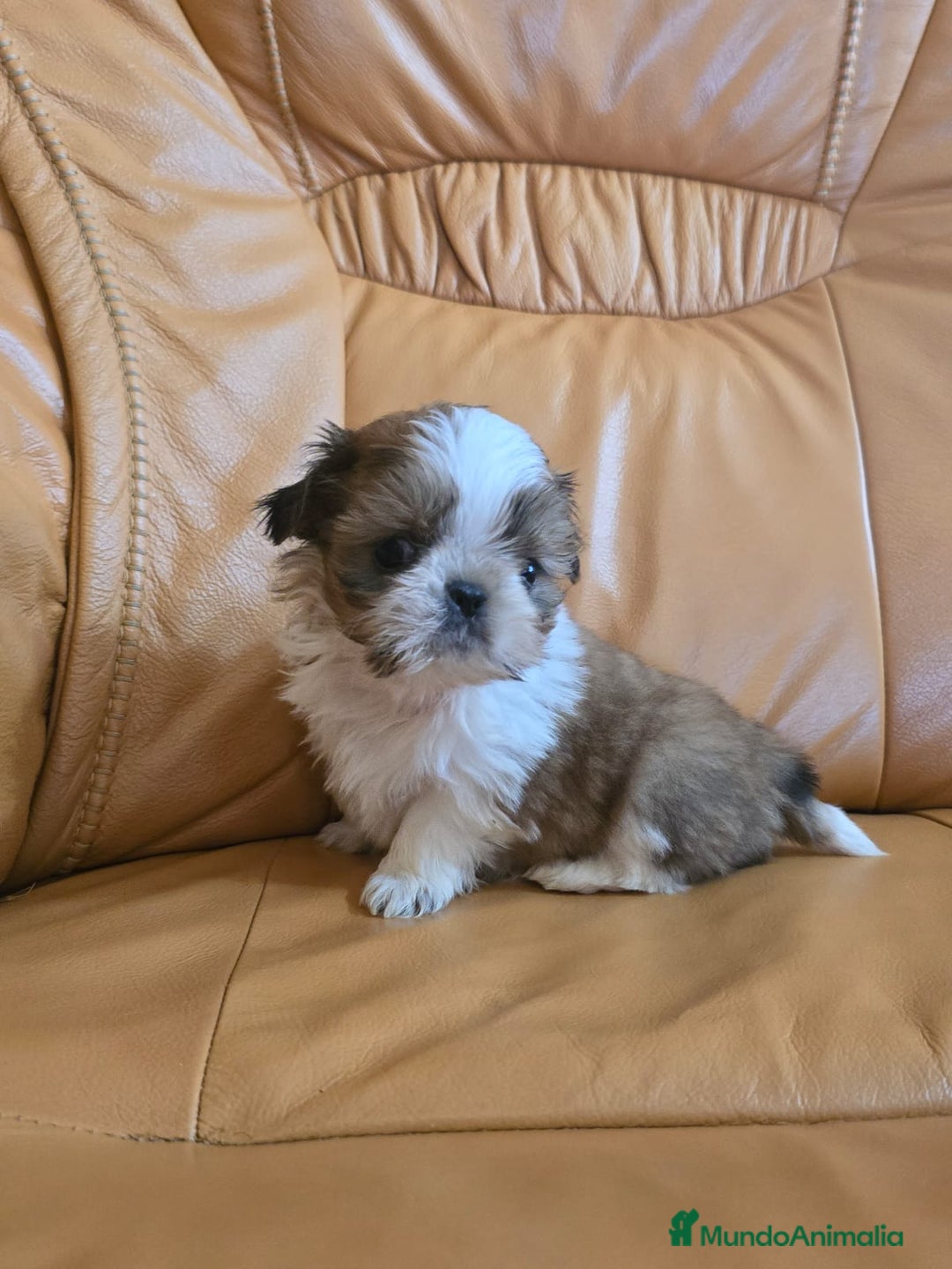 Shih Tzu perros en venta: Shih tzu Macho Disponible  - Imagen 7