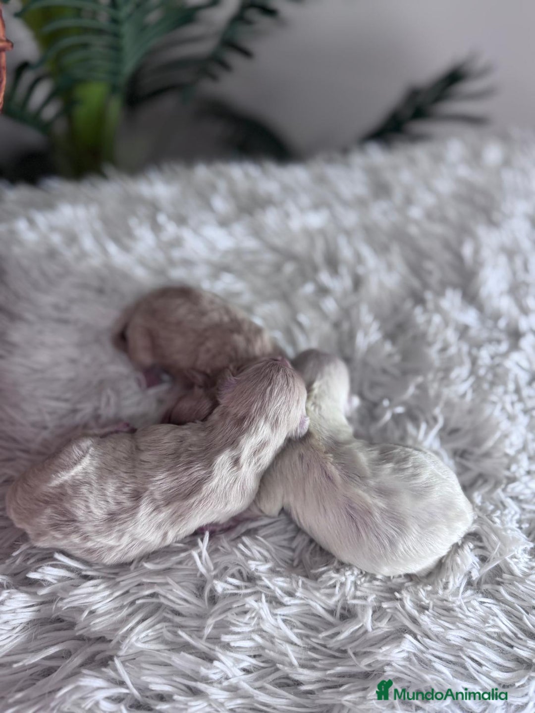 Maltipoo perros en venta: MALTIPOO - Anuncio 2