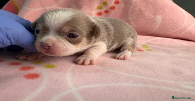 Chihuahua perros - Anuncio 3