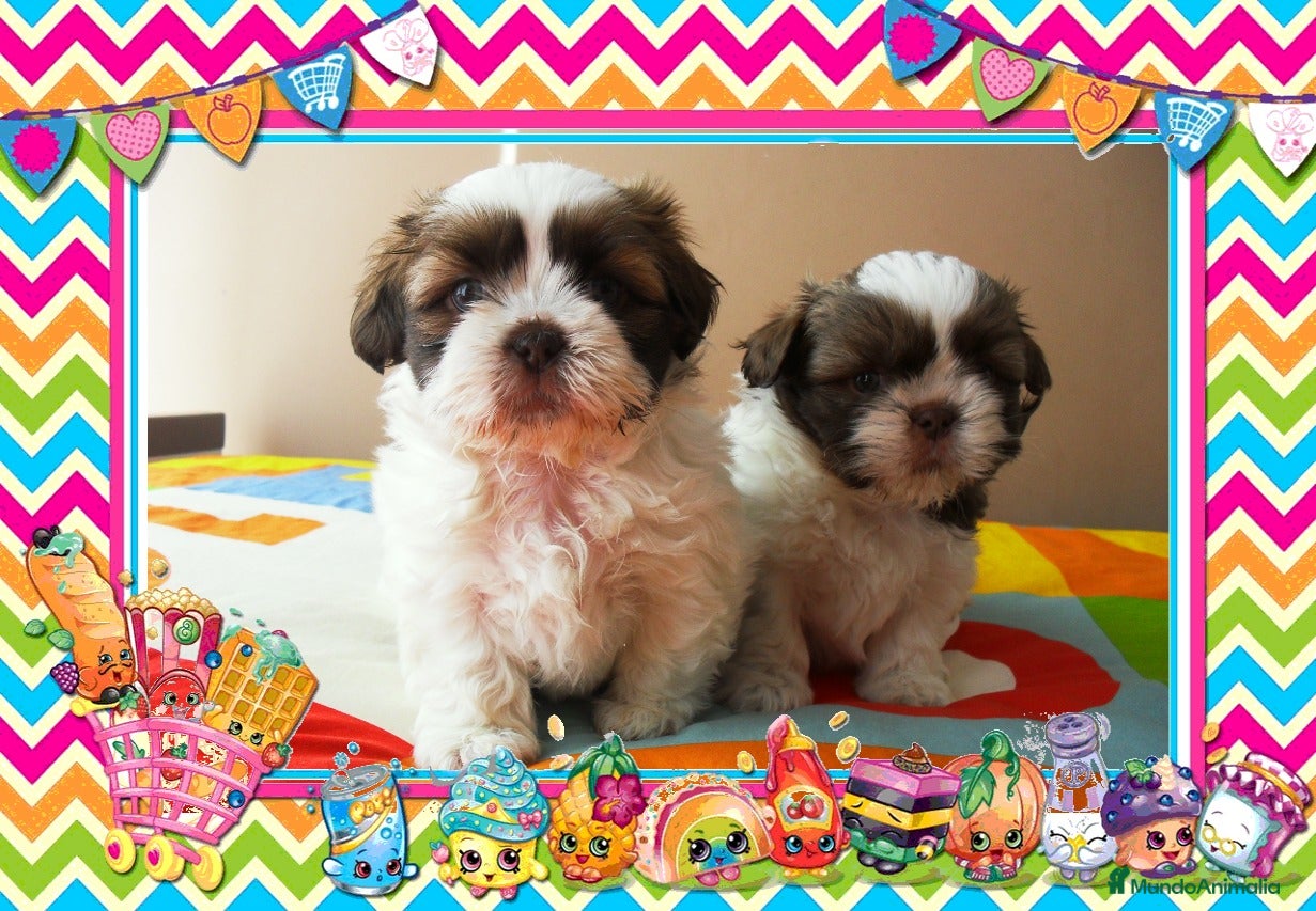 Shih Tzu perros Camada familiar de shih tzu - Anuncio 7