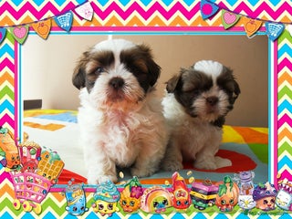 Shih Tzu perros Camada familiar de shih tzu - Anuncio 3