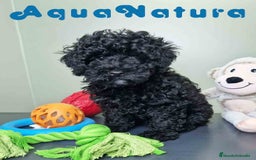 Caniche Enano perros en venta: Caniche Hembra CJMM 4801 AQUANATURA - Imagen 10