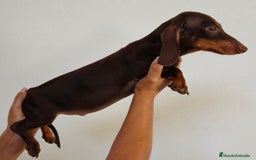 Teckel Miniatura perros en venta: Teckel chocolate  - Imagen 4