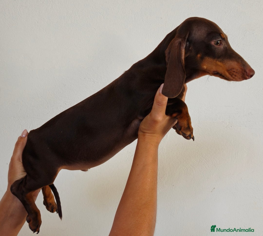 Teckel Miniatura perros en venta: Teckel chocolate  - Imagen 4
