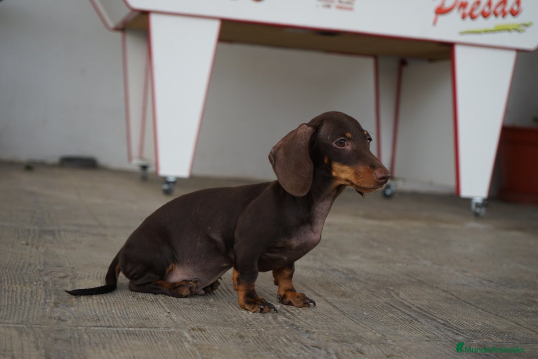 Teckel Miniatura perros en venta: 🐾 Bongo y Cacao – Teckel miniatura 🐾 - Imagen 5