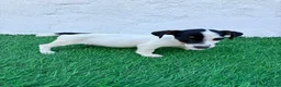 Jack Russell Terrier perros en venta: Jack Russell  - Anuncio 13