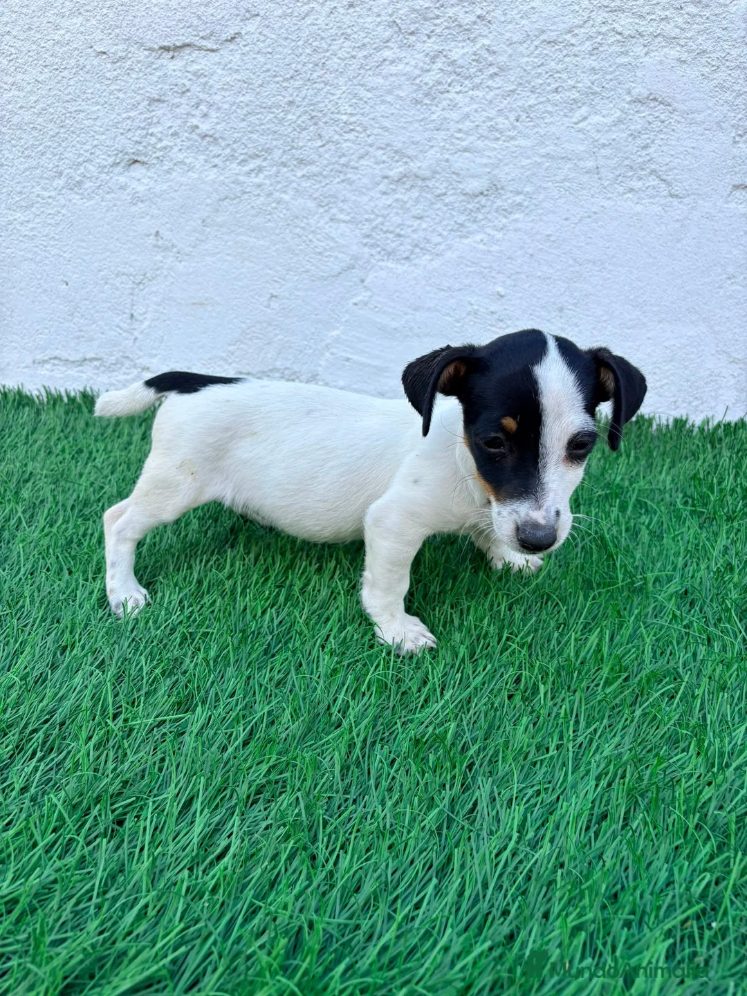 Jack Russell Terrier perros en venta: Jack Russell  - Anuncio 13