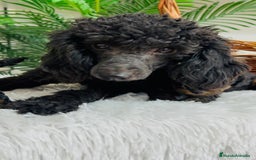 Caniche Toy perros en venta: CANICHE TOY HEMBRA - Imagen 6