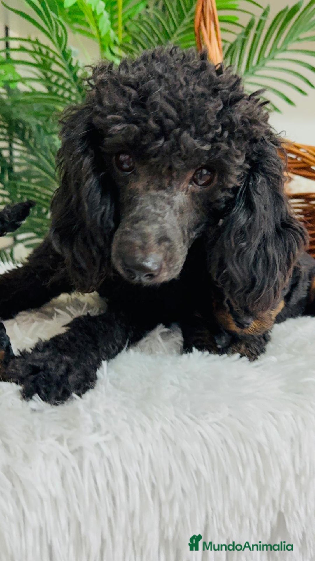 Caniche Toy perros en venta: CANICHE TOY HEMBRA - Imagen 6