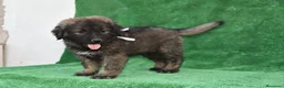Pastor del Cáucaso perros en venta: Disponible Pastor del Cáucaso - Anuncio 4