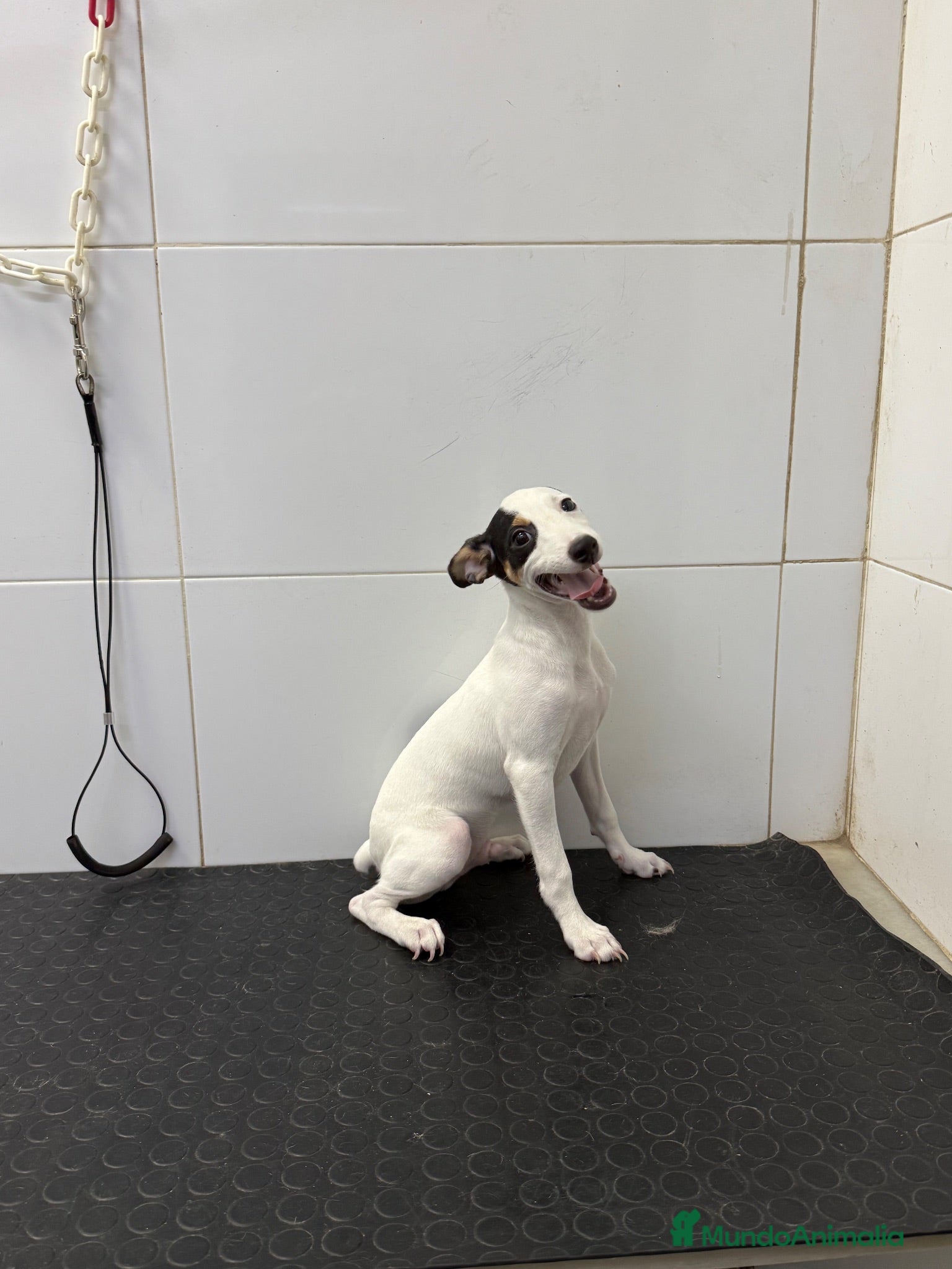 Ratonero Bodeguero Andaluz perros Cachorro Bodeguero Andaluz 300€ ¡PRECIO REAL! - Anuncio 3