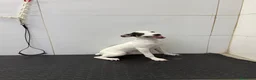 Ratonero Bodeguero Andaluz perros en venta: Cachorro Bodeguero Andaluz 300€ ¡PRECIO REAL! - Anuncio 1
