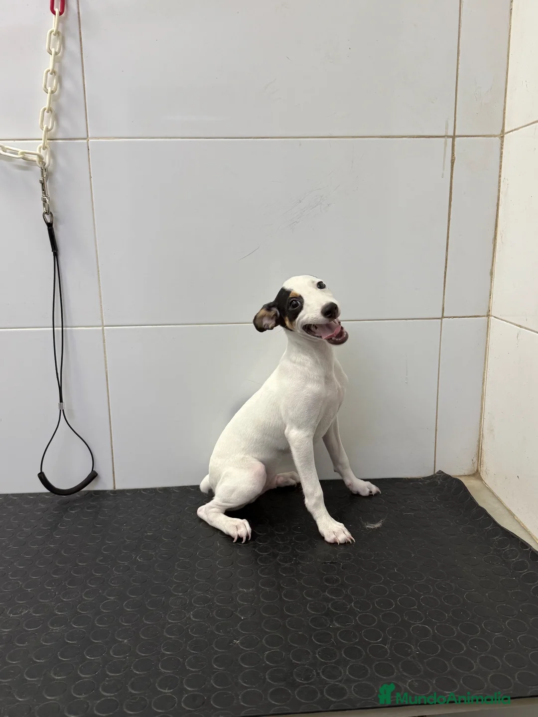 Ratonero Bodeguero Andaluz perros en venta: Cachorro Bodeguero Andaluz 300€ ¡PRECIO REAL! - Anuncio 1