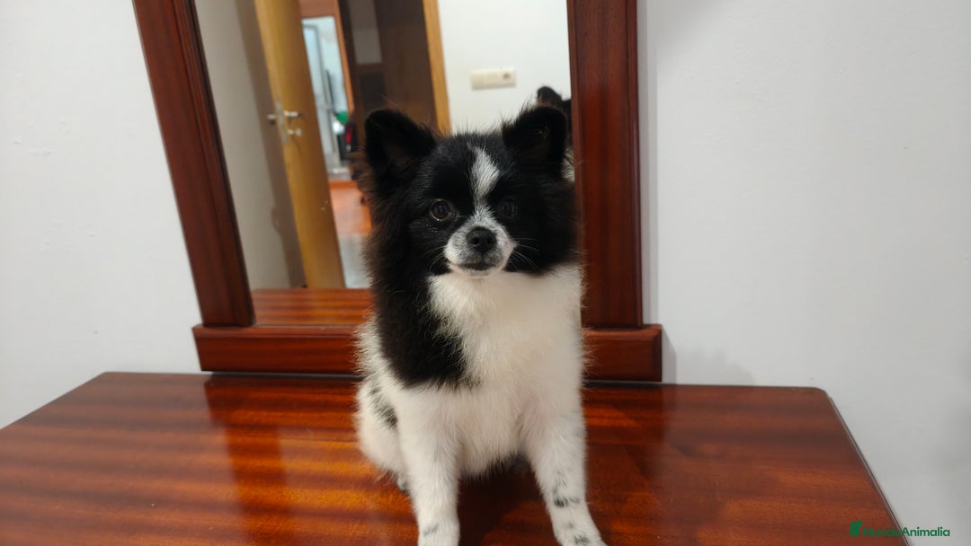 Pomerania perros en venta: Se venden dos femias Lulu de pomerania  - Imagen 14