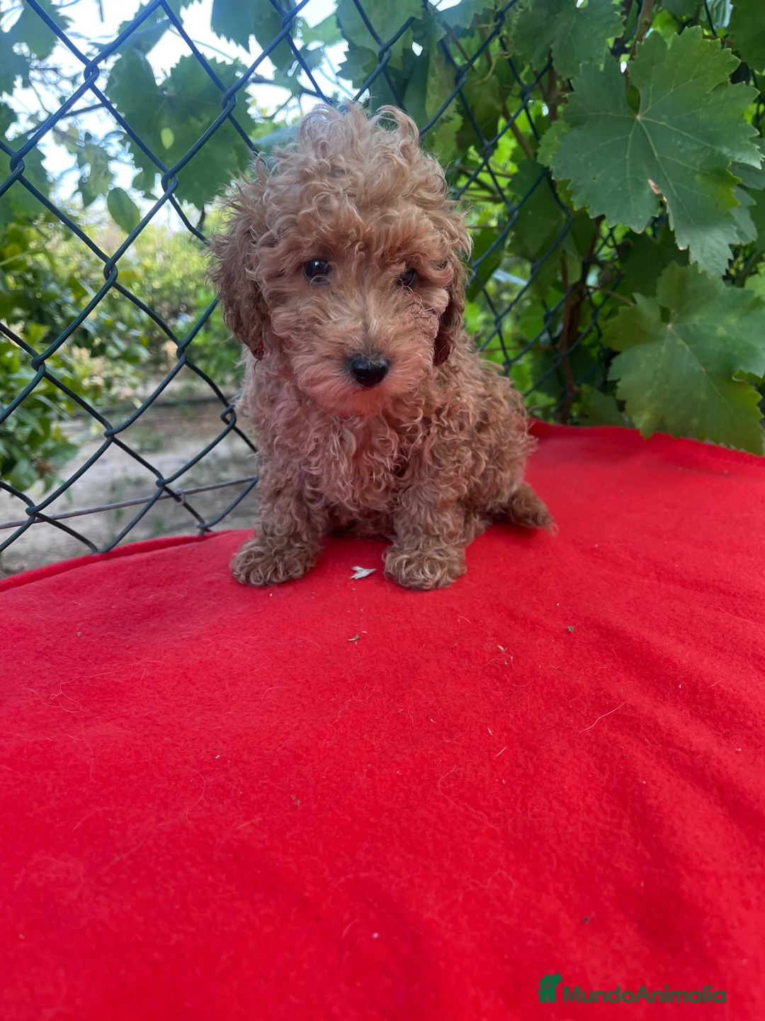 Caniche Toy perros en venta: PRECIOSO CANICHE TOY - Anuncio 3