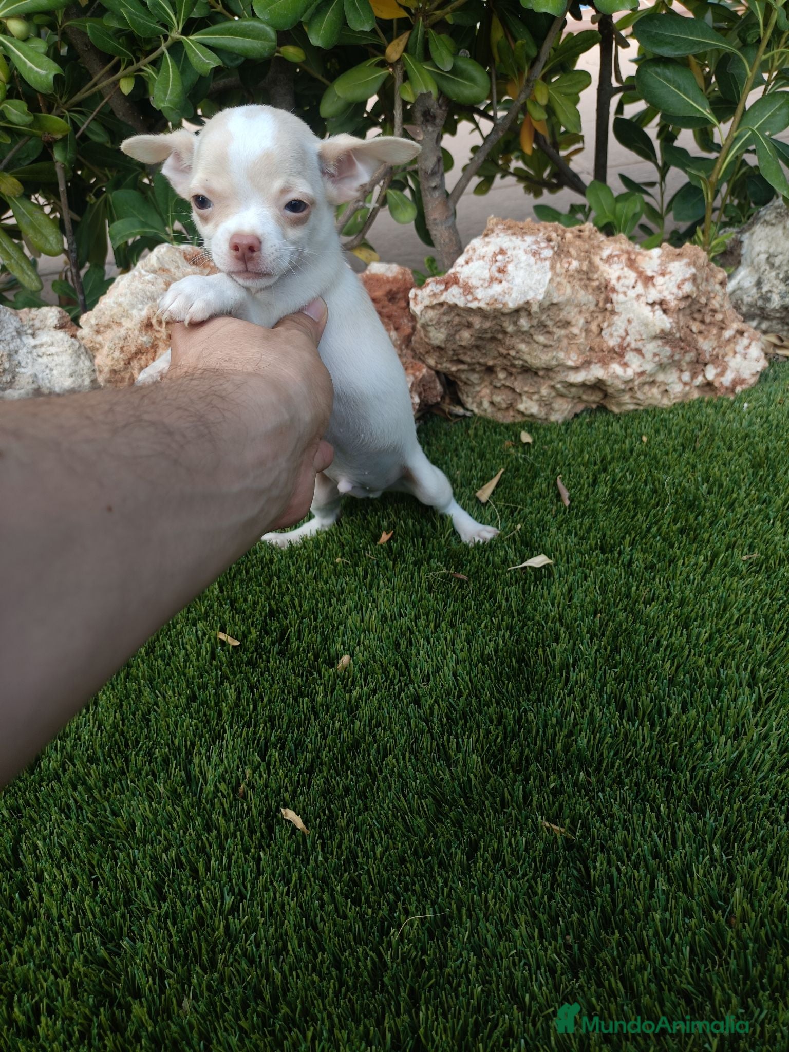 Chihuahua perros Machito Canela - Anuncio 3