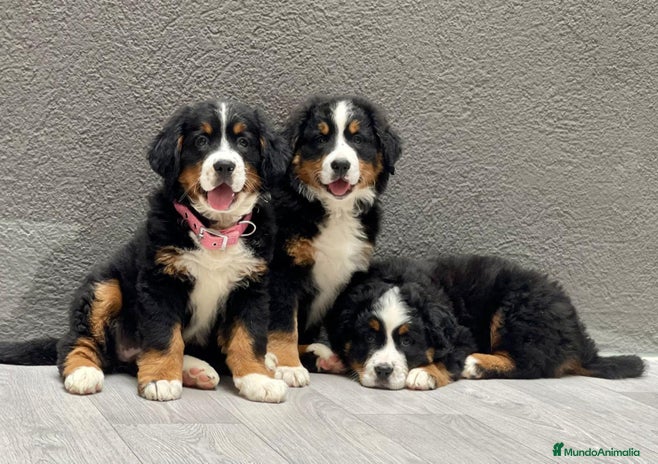 Boyero de Berna perros en Barcelona - Anuncio 2