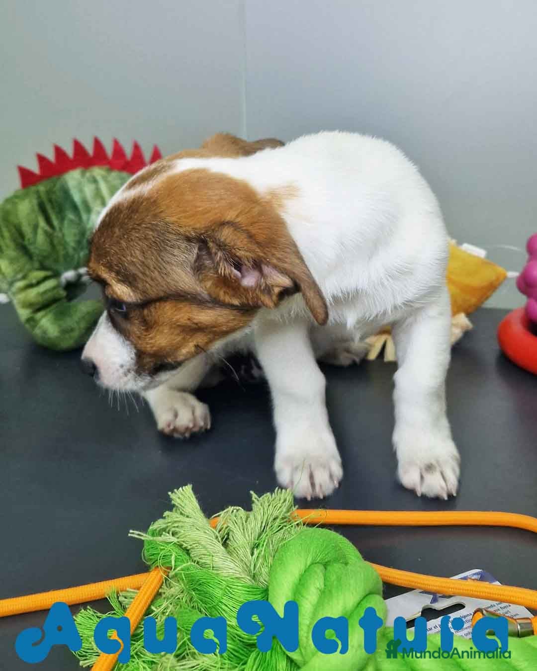 Jack Russell Terrier perros en venta: Jack Russel Hembra JMU 7728 AQUANATURA - Imagen 4