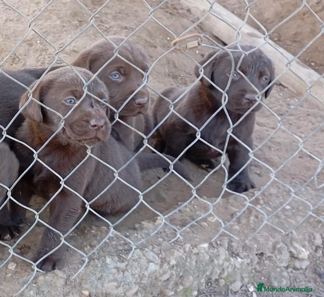 Labrador Retriever perros en venta: Espectacular camada de labradores chocolate - Anuncio 3