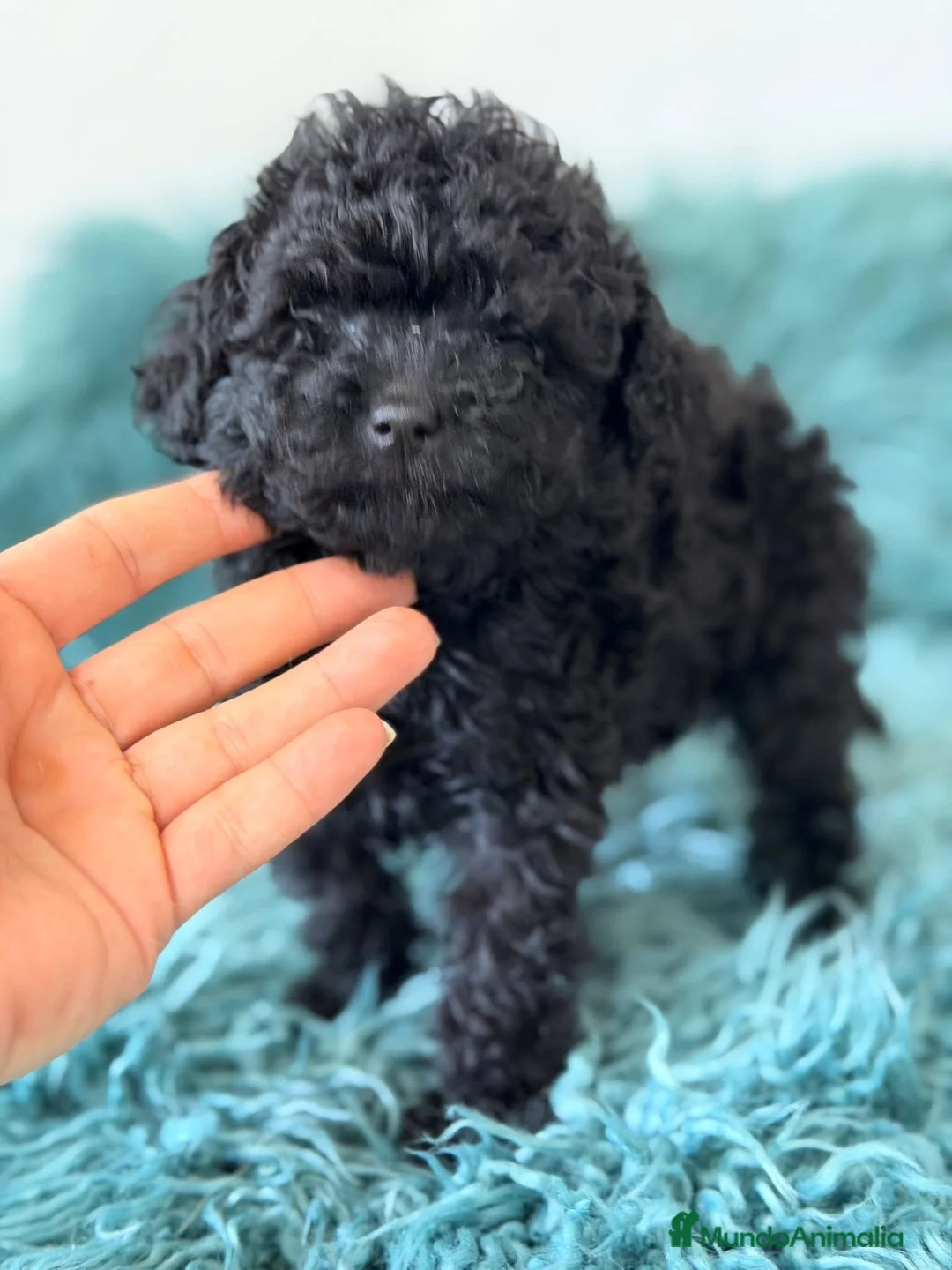 Caniche Toy perros en venta: Caniche mini toy asiático 🐾 - Anuncio 2