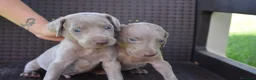 Weimaraner perros en venta: Weimaraner disponibles. en Valencia - Anuncio 5