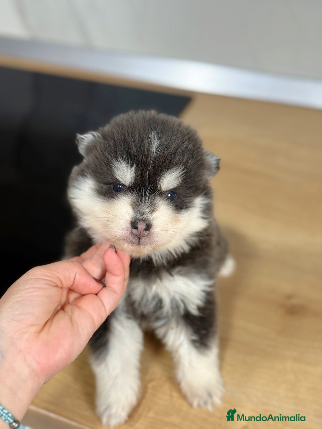 Pomsky perros en venta: Pomsky  - Anuncio 14
