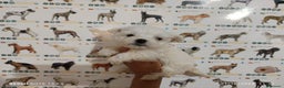 Bichón Maltés perros en venta: Bichón maltés miniatura en Badajoz - Anuncio 2