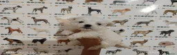 Bichón Maltés perros en venta: Bichón maltés miniatura en Badajoz - Anuncio 2