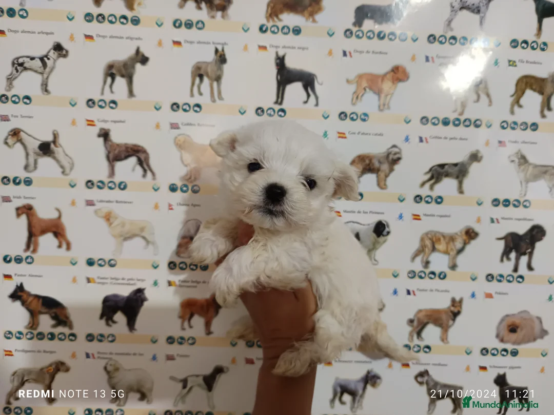 Bichón Maltés perros en venta: Bichón maltés miniatura en Badajoz - Anuncio 2