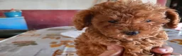 Caniche Toy perros en venta: Poodle Toy Caniche rojo en Sevilla - Anuncio 5