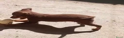 Pinscher Miniatura perros en venta: Macho pinscher chocolate 🐶🐾 en Barcelona - Anuncio 2